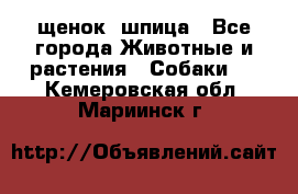 щенок  шпица - Все города Животные и растения » Собаки   . Кемеровская обл.,Мариинск г.